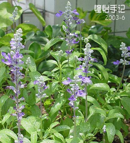 供应鼠尾草提取物